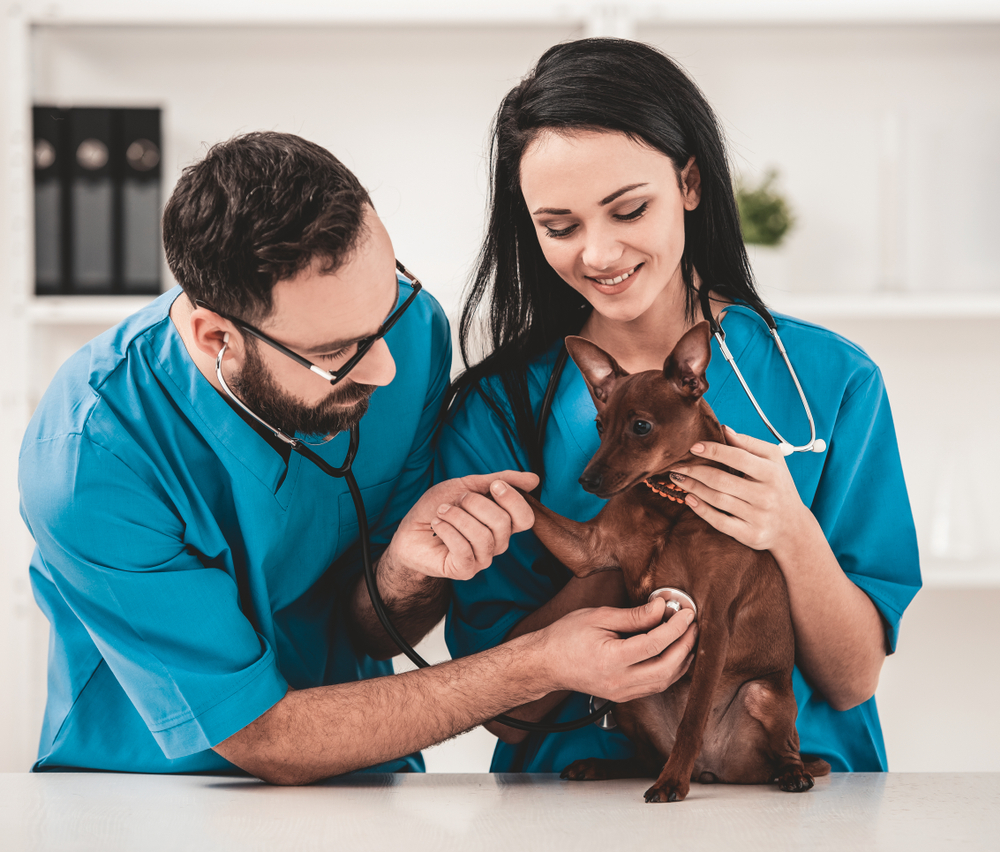 Pet Surgeon in Elkhart Lake, WI