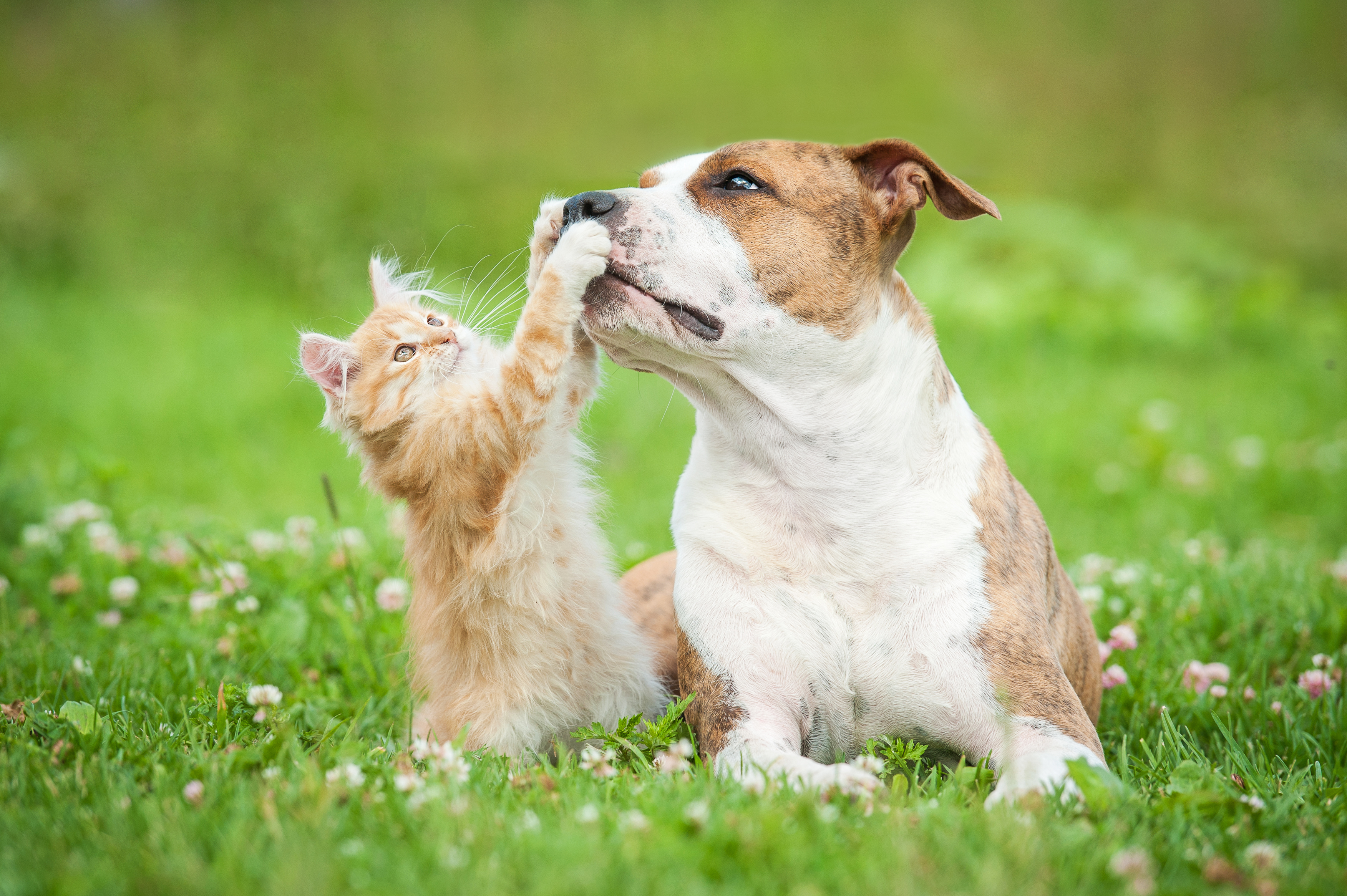 plymouth wi veterinarian